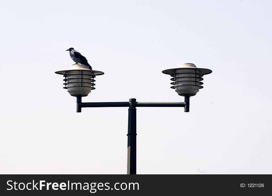 Alone crow at the lamp