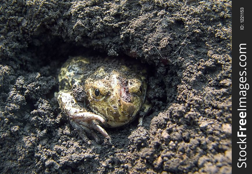 The ground frog which was injured during harvesting potatoes. The ground frog which was injured during harvesting potatoes