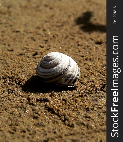 Sandy seashore and snail shell close-up. Sandy seashore and snail shell close-up