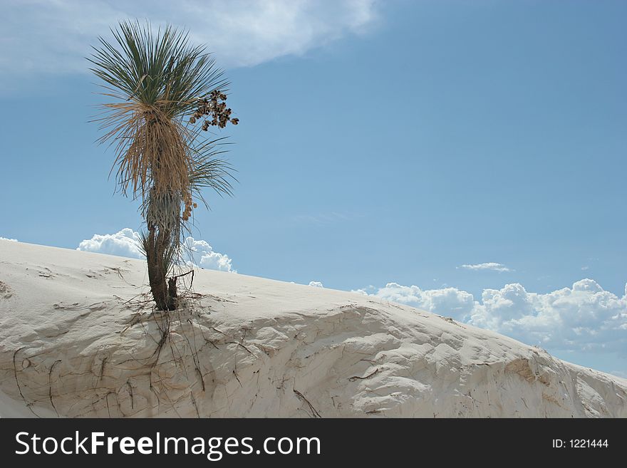 Yucca tree in white sand dunes national park