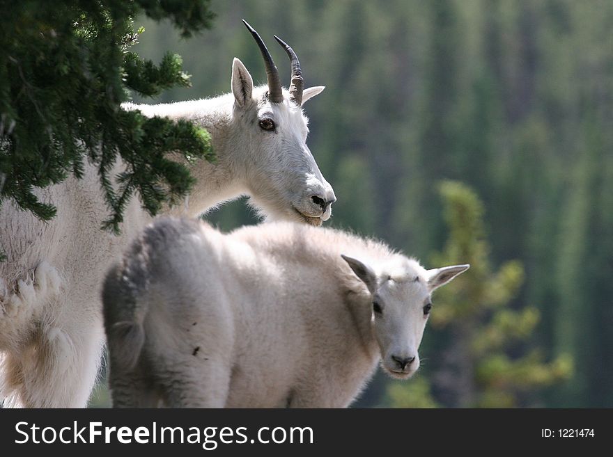 Adult mountain goat with a kid. Adult mountain goat with a kid