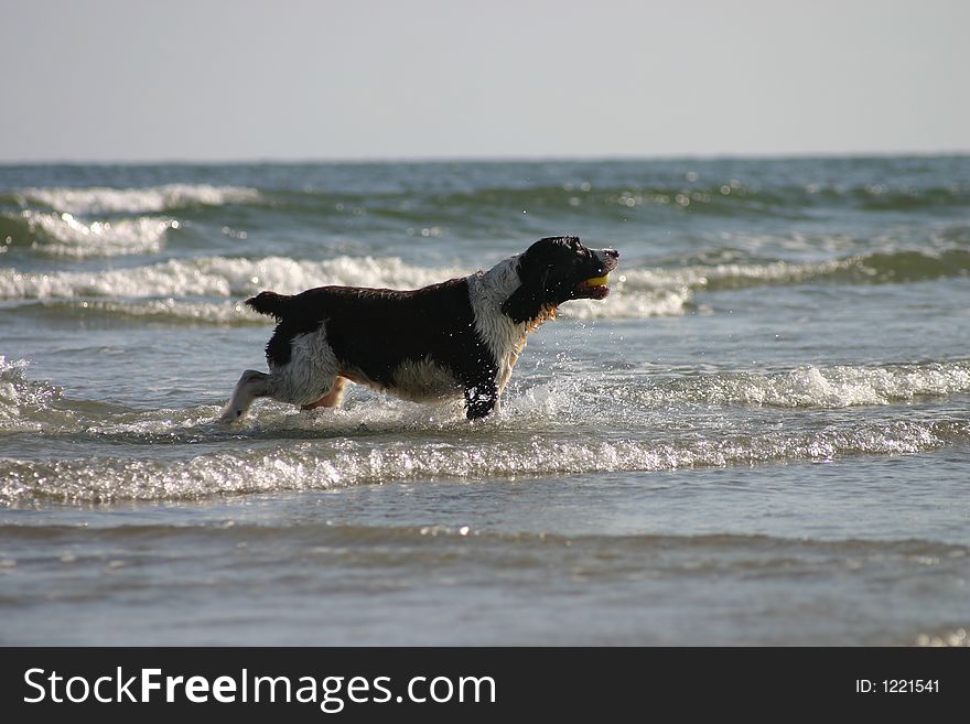 Dog playing in the water at the beach with a ball in its mouth. Dog playing in the water at the beach with a ball in its mouth