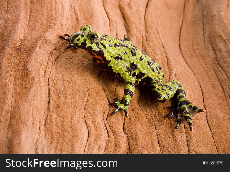 Frog on a Log