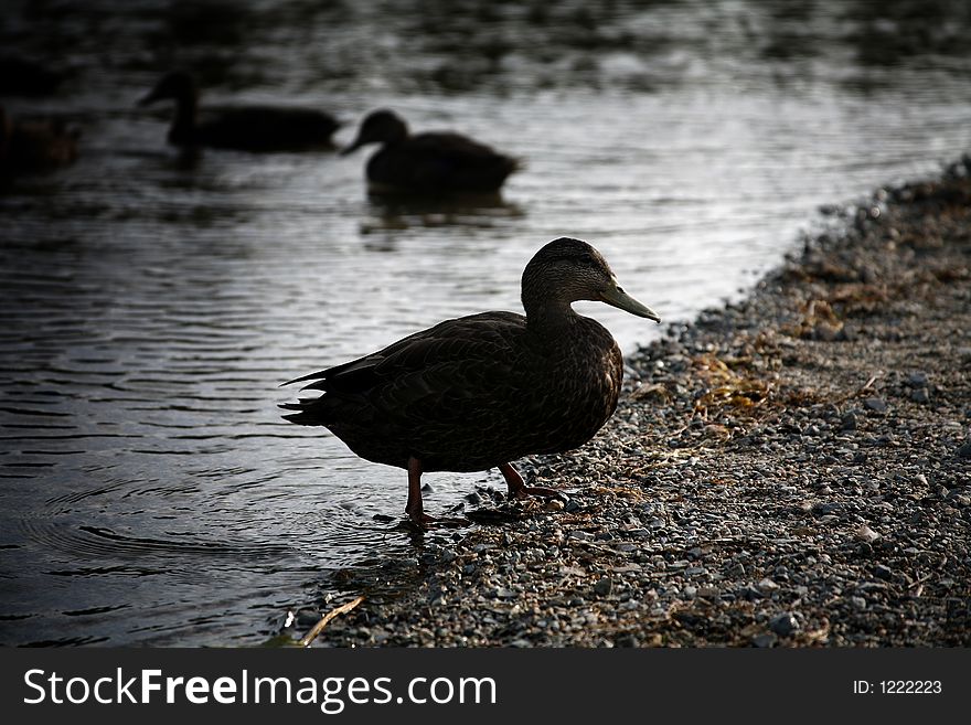 Silhouetted mallard duck in a pond