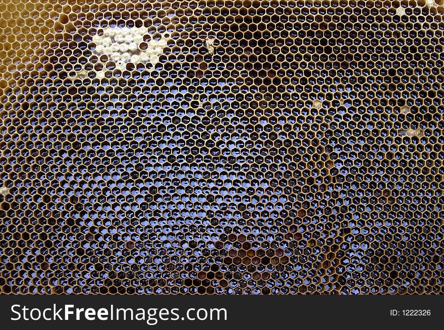 Honey Texture