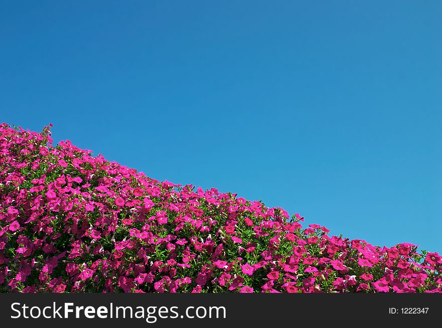 A florist displays flowers on the roof of their building. A florist displays flowers on the roof of their building