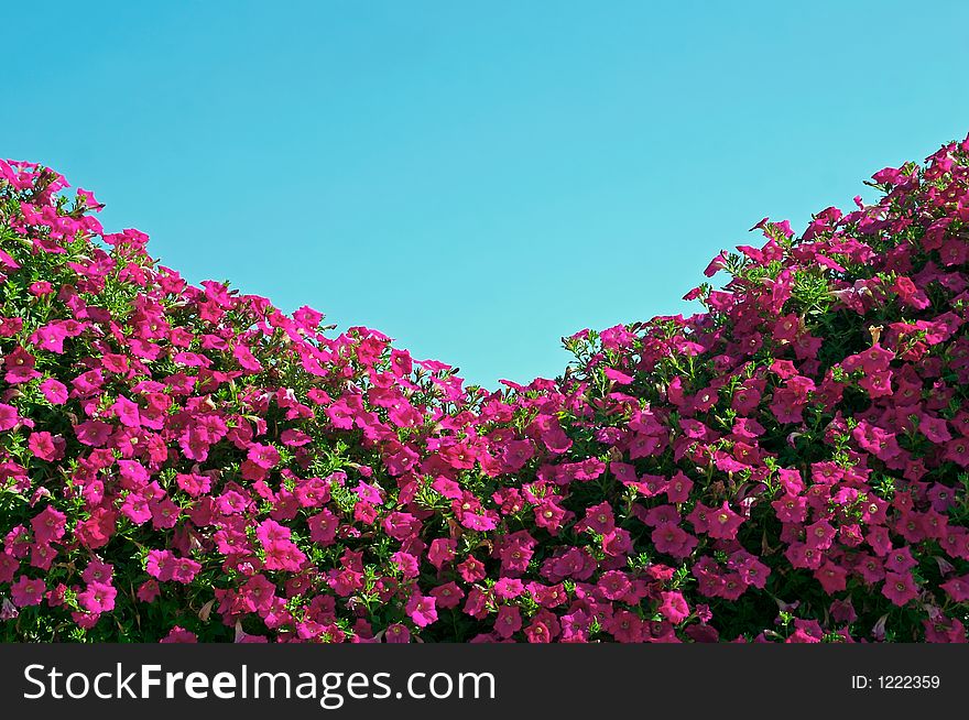 A florist displays flowers on the roof of their building. A florist displays flowers on the roof of their building