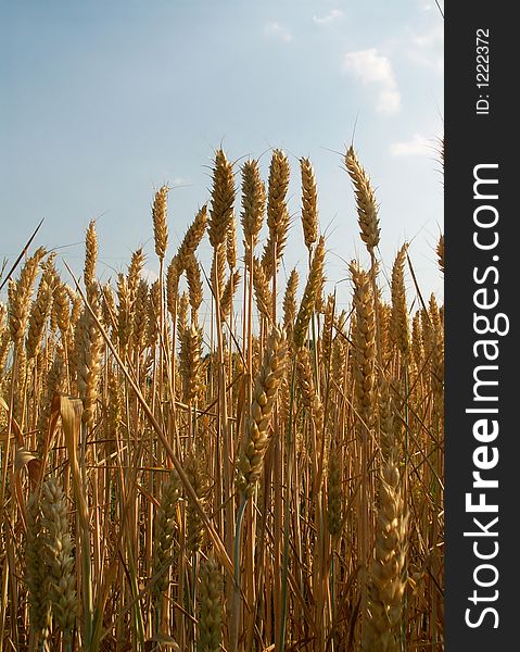 Gold corn and blue sky