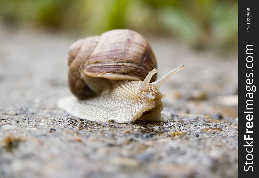 Domestic snail can be seen in every garden, especially after rain.