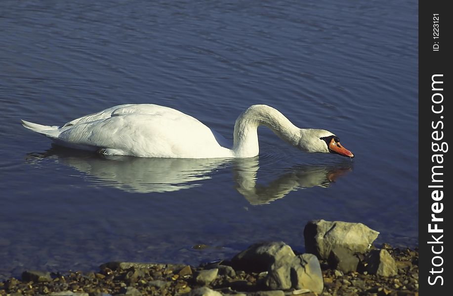 A mute swan takes a drink while swimming near the shore. A mute swan takes a drink while swimming near the shore