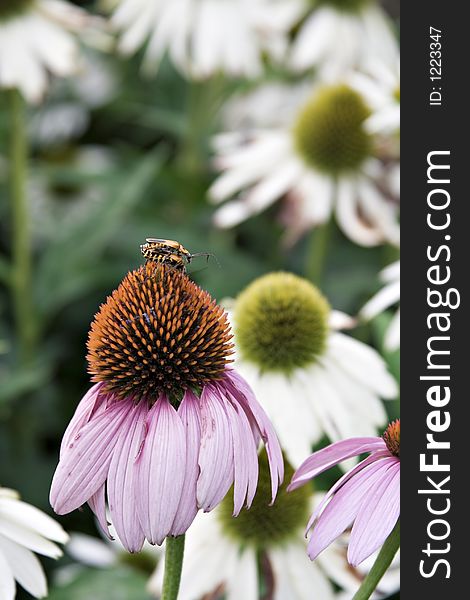 Mating On Cone Flower