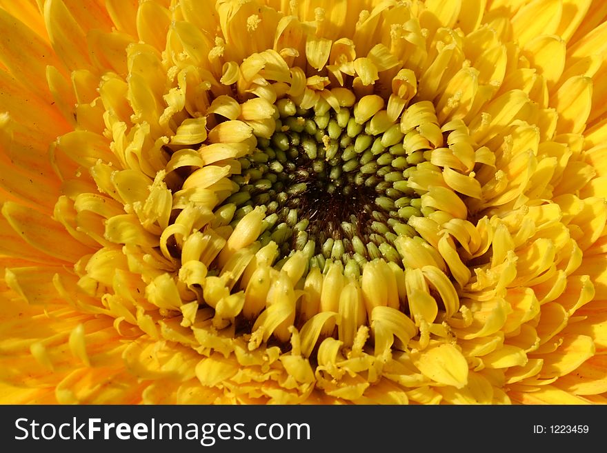 Close-up of a yellow flower.