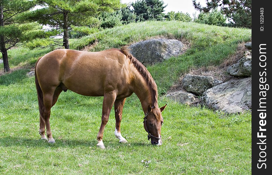 Beautiful brown horse grazing on summer day.