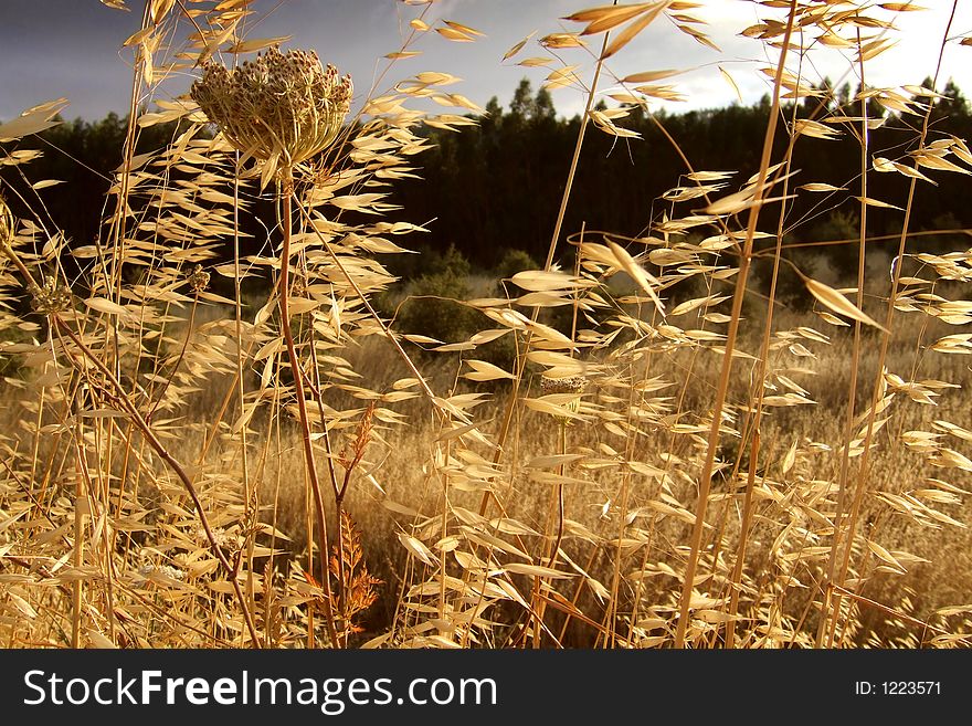 Wind blown summer vegetation before a storm in Alentejo, Portugal. Wind blown summer vegetation before a storm in Alentejo, Portugal.