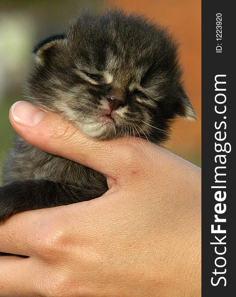 Sleepy kitten in womans hand