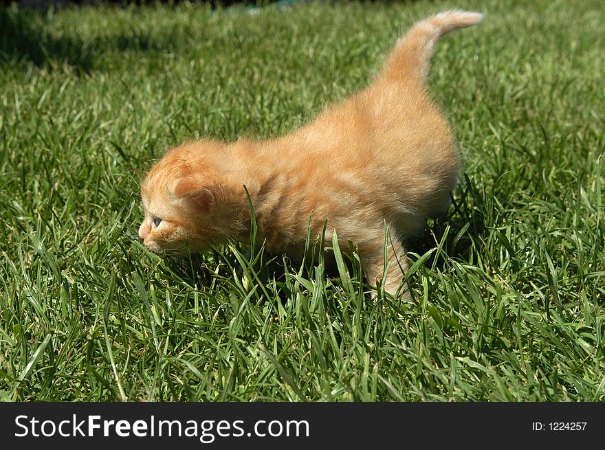 Kitten on trip in grass