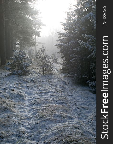 Misty path in winter forest. Misty path in winter forest