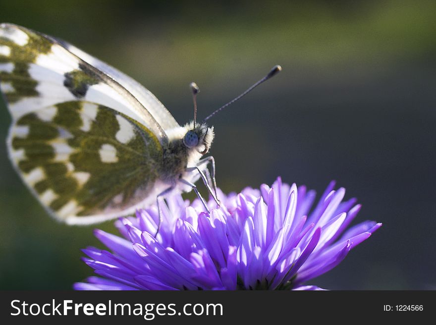 The perfect butterfly drinks nectar. Macro