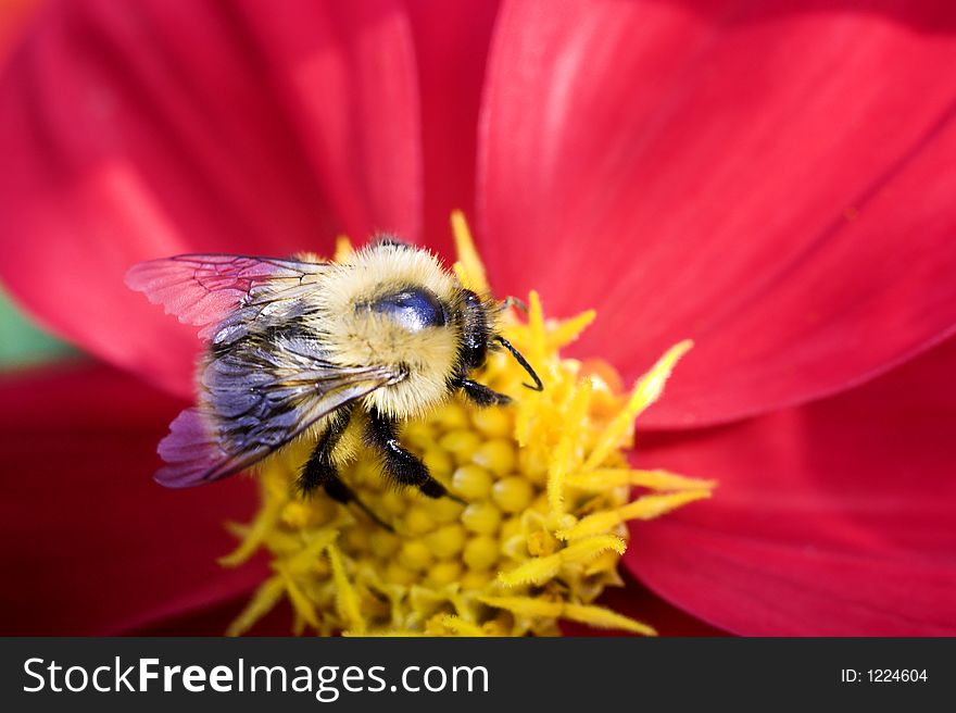 A bee sucks nectar from a flower. Macro