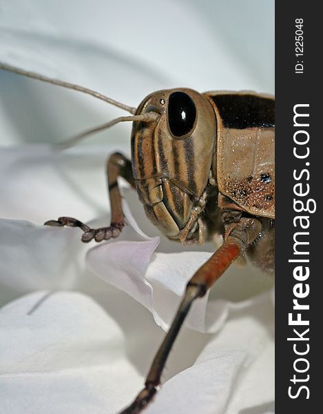 Macro image of a grasshopper sitting on a white rose. Macro image of a grasshopper sitting on a white rose.