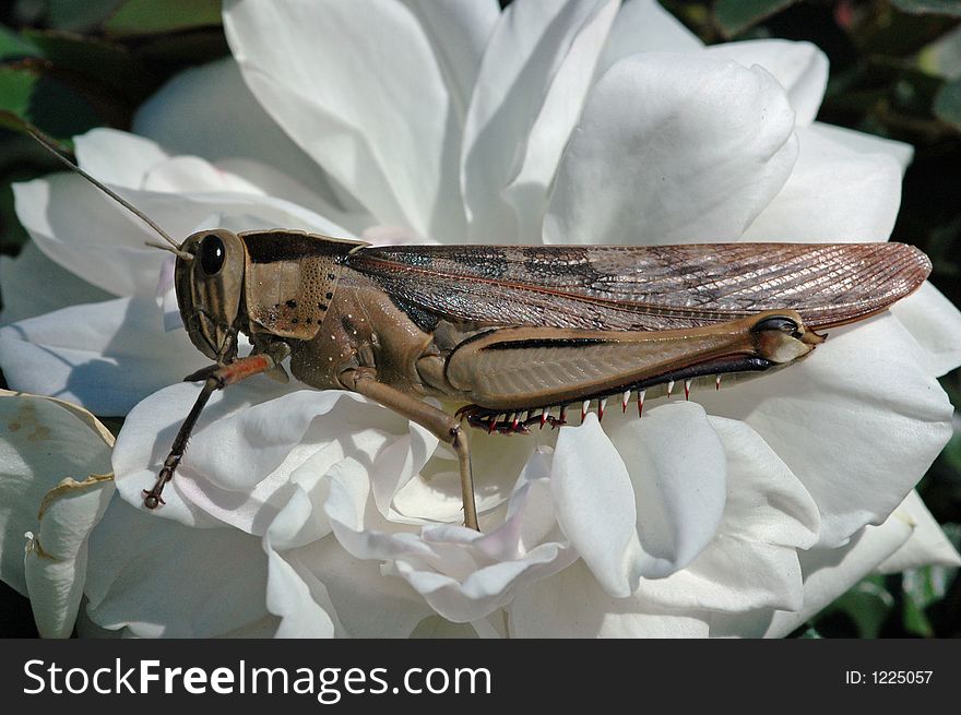 A Macro image of a grasshopper. A Macro image of a grasshopper.