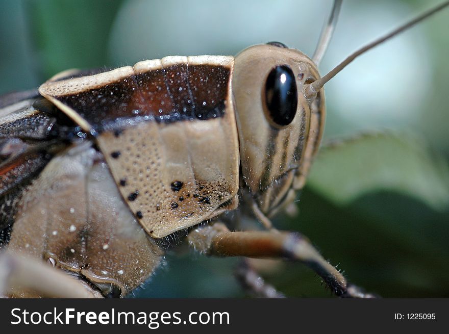 A Macro image of a grasshopper. A Macro image of a grasshopper.