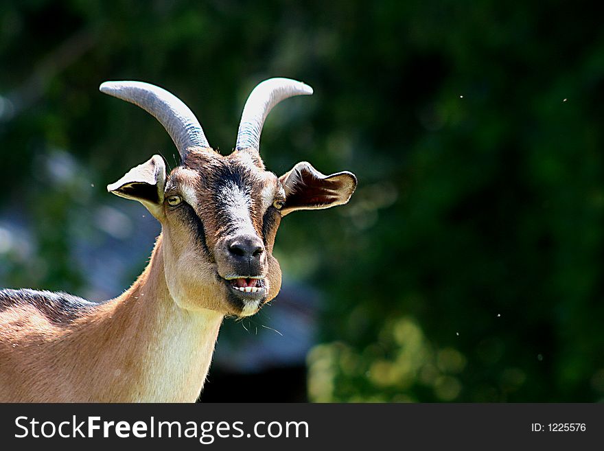 Goat smiling for camera in natural surroundings.