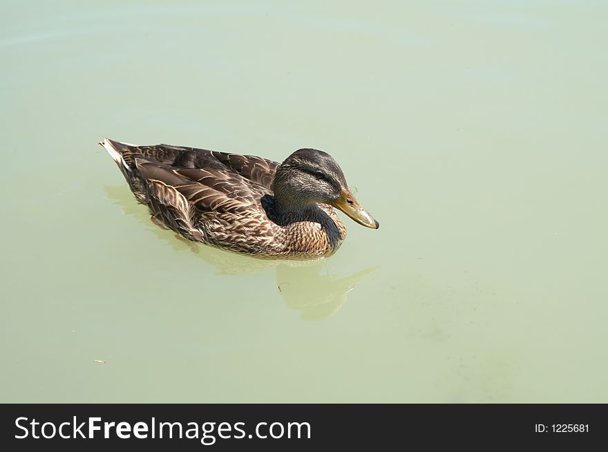 A duck swimming on the calm sea. A duck swimming on the calm sea