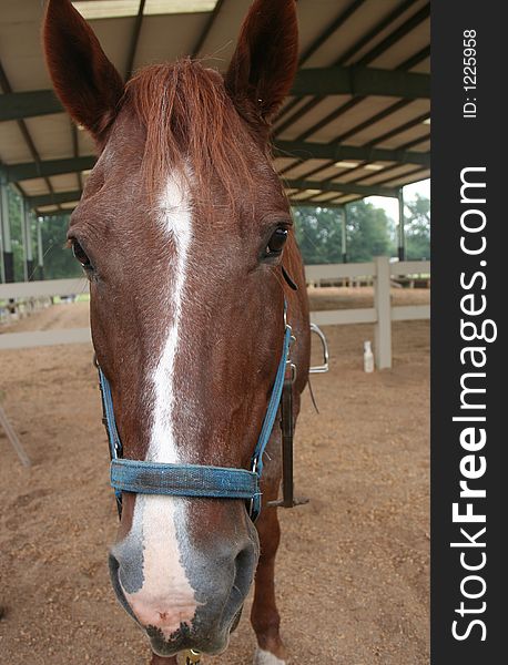 Close-up of front view of horse's head