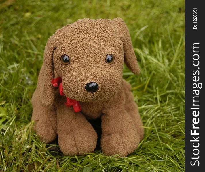 Dog toy in grass