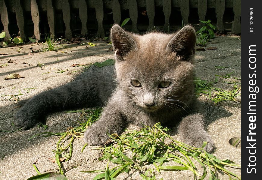 Small cat resting in the green and concrete