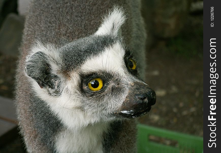 Detail of lemur from ZOO. he looks very fun