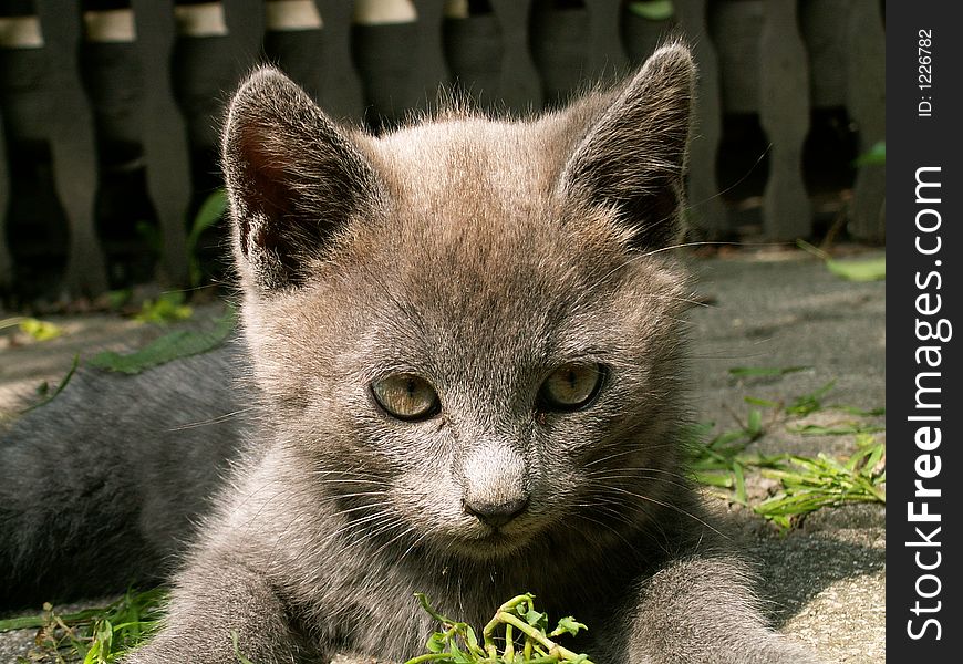 Small cat in the grass