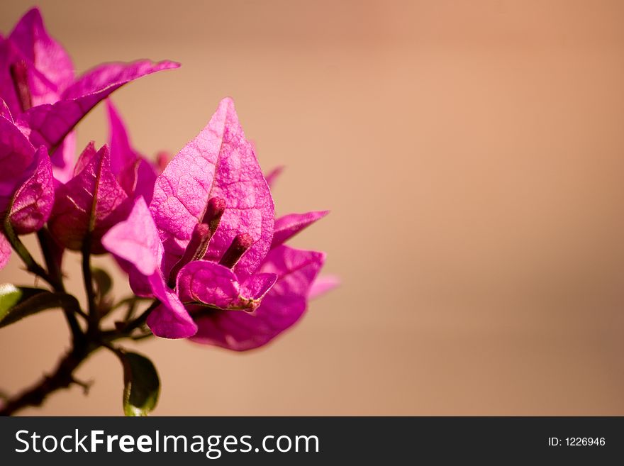 Colorful pink/purple leaves on a branch. Shallow DOF. Colorful pink/purple leaves on a branch. Shallow DOF