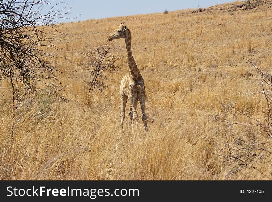 Baby giraffe grazing with parents in the vicinity keeping a watchful eye.
