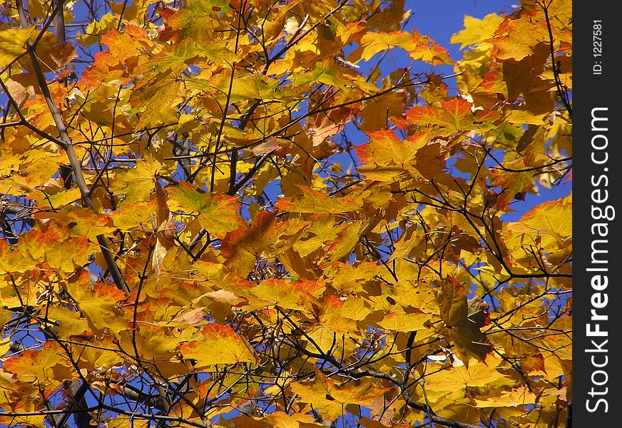 Maple tree in autumn. Maple tree in autumn