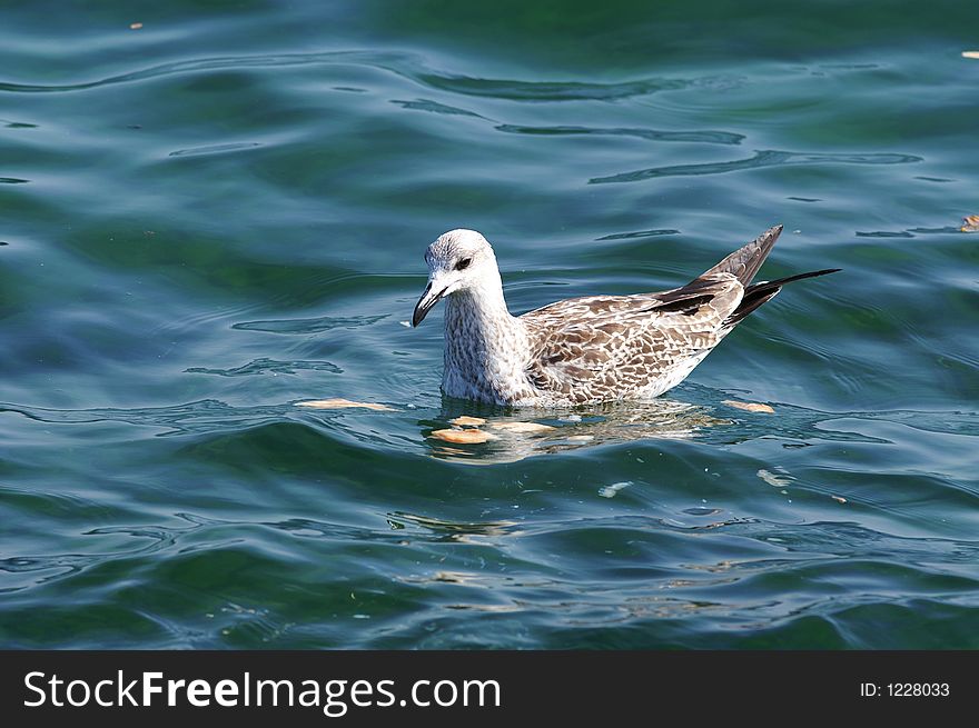 Swimming sea-gull on bospurus strait, Istanbul, Turkey