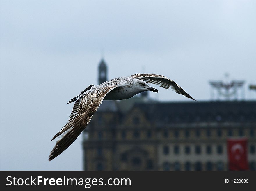 Flying bird with blurred train station on the background,Istanbul,Turkey