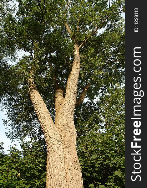 Old tree in northern Germany