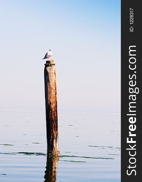 Seagull perched on wooden post in ocean with blue background. Seagull perched on wooden post in ocean with blue background.