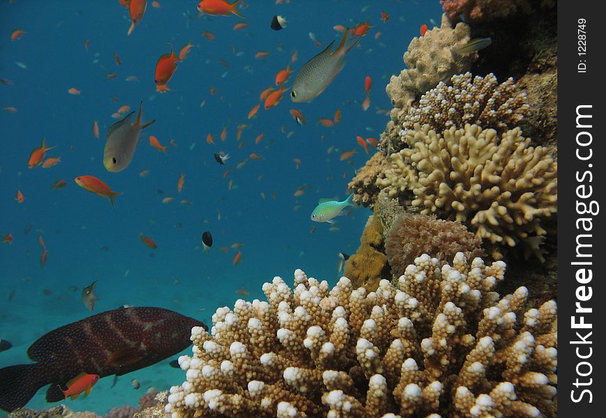 Coral reef with finger coral, small fish, a jewel grouper and divers in the background. Coral reef with finger coral, small fish, a jewel grouper and divers in the background