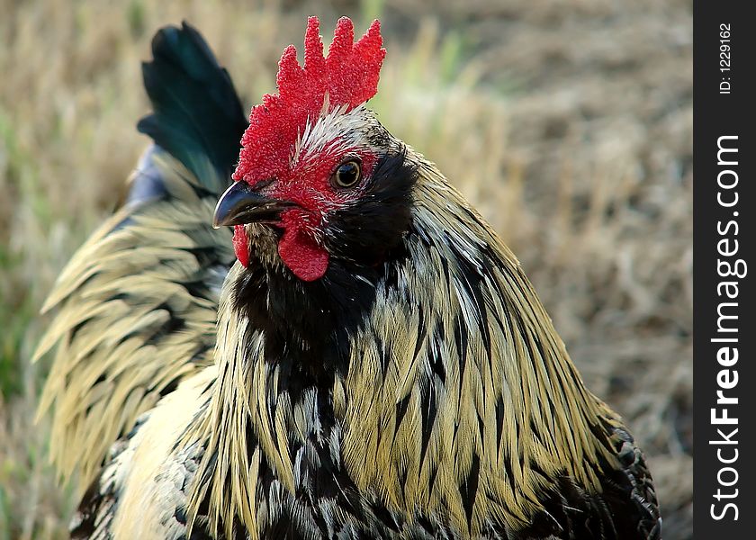 A curious rooster poses for the camera. A curious rooster poses for the camera.