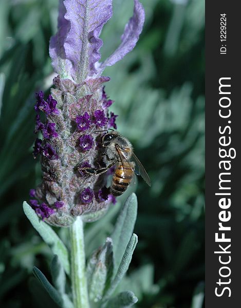 A bee on a lavender plant. A bee on a lavender plant.