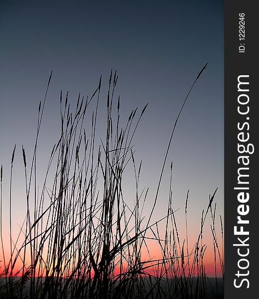 Grass Silhouette At Sunset