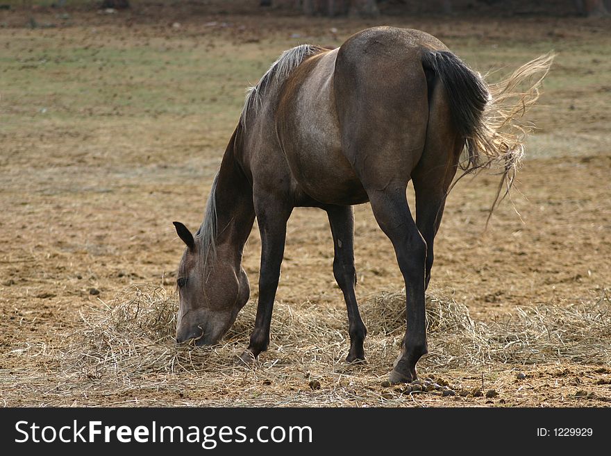 Horse eating hay in a field