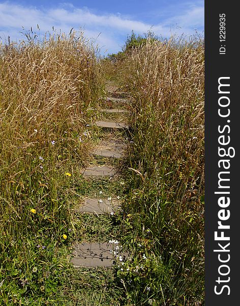 Wooden steps climbing through grasses on a bluff in Mendocino, California. Wooden steps climbing through grasses on a bluff in Mendocino, California