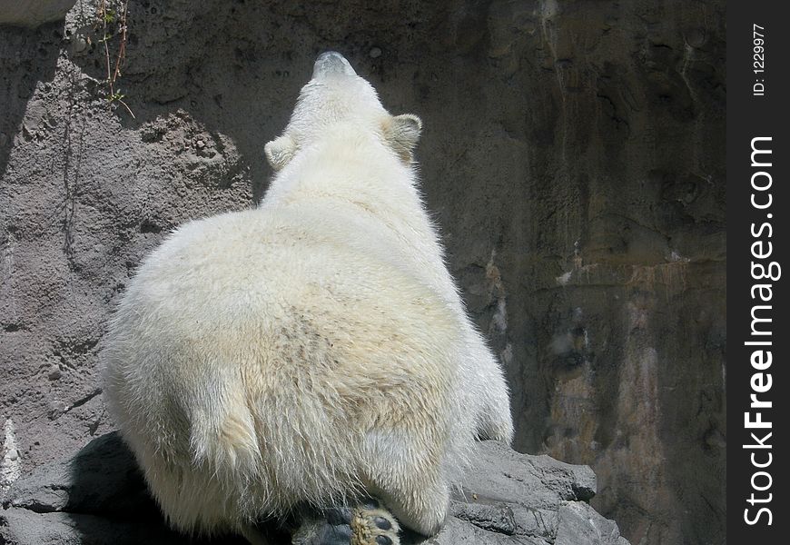 Back side view of a polar bear. Back side view of a polar bear