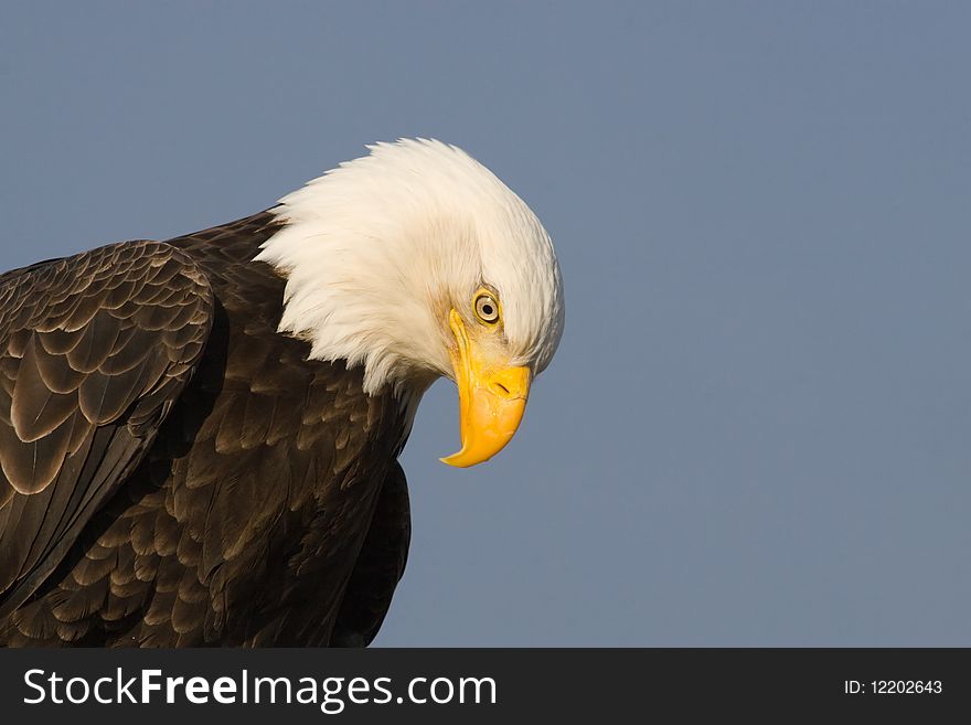 A photo of an American Bald Eagle. It is a close-up showing only the top third of its body. It is isolated on a blue sky background. It was taken in Homer, Alaska.