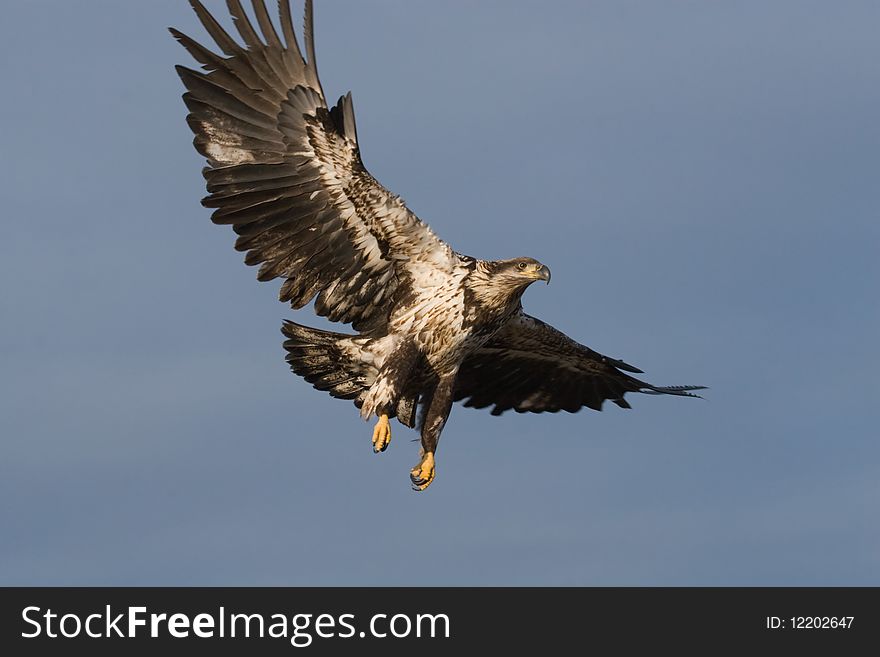 A Photo of an immature American Bald Eagle in Flight isolated on a blue sky background. It was taken in Homer, Alaska. A Photo of an immature American Bald Eagle in Flight isolated on a blue sky background. It was taken in Homer, Alaska.