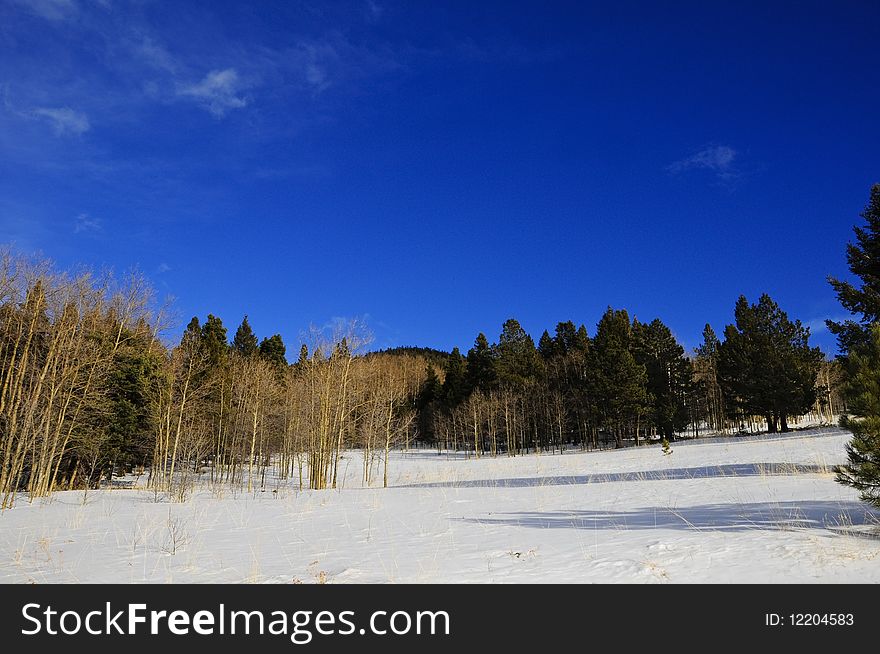 Aspens and Pines in a snow covered meadow in New Mexico. Aspens and Pines in a snow covered meadow in New Mexico